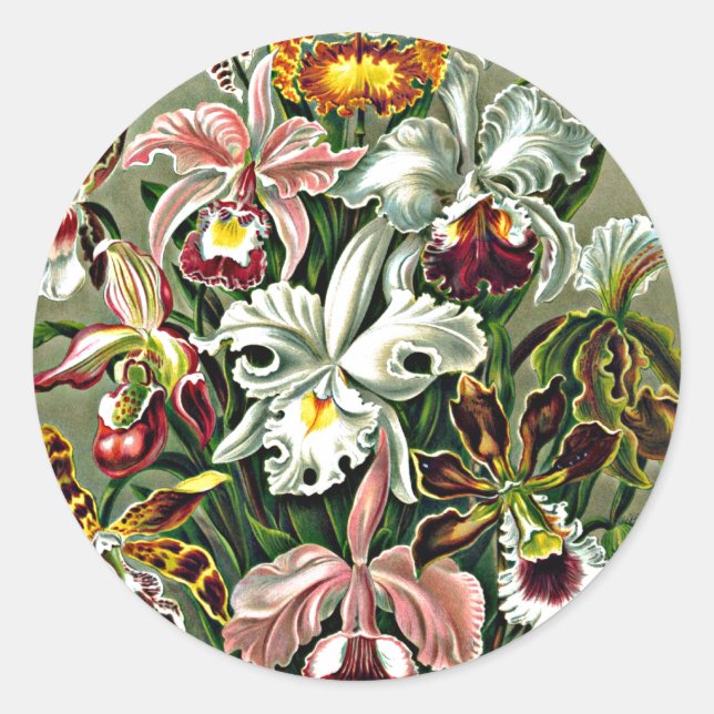 Adesivo Orquídeas - Ernst Haeckel trabalho de arte, Orchid (Frente)