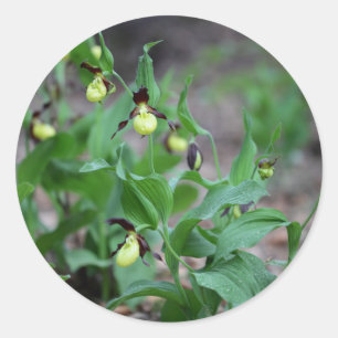 Adesivo Orquídeas-escorregadio-damas (Cypripedium calceolu