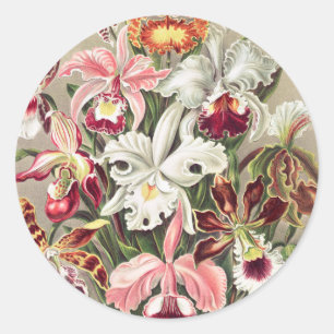 Adesivo Orquídeas, Orquídeas Denusblumen de Ernst Haeckel
