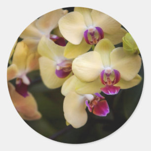 Adesivo Orquídeas rosa e amarela