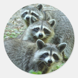 Adesivo Os Três Raccoons