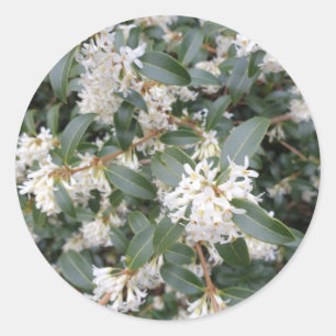 Adesivo Osmanthus Burkwoodii no Parque