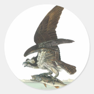 Adesivo Osprey, John Audubon