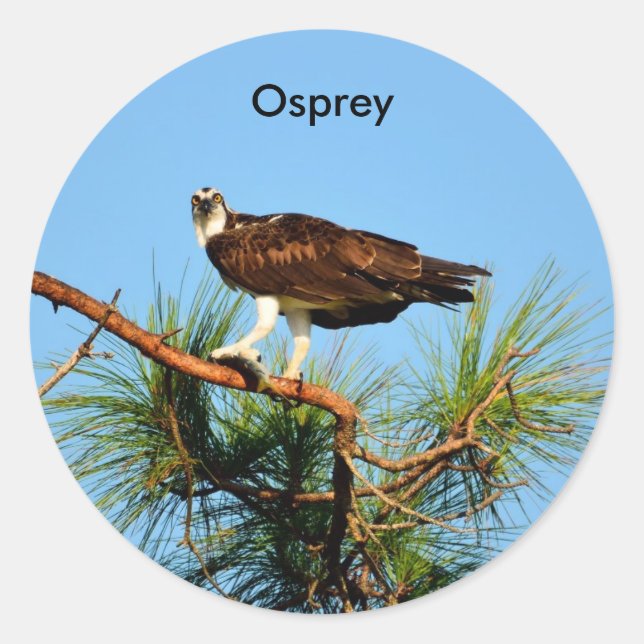 Adesivo Osprey na natureza (Frente)
