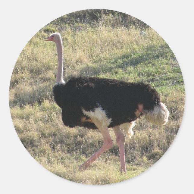 Adesivo Ostrich (Frente)