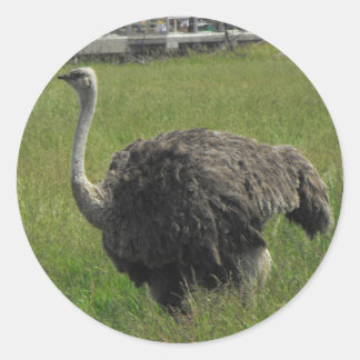 Adesivo Ostrich Sticker