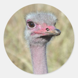 Adesivo Ostrich Sticker 2