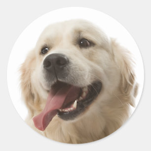 Adesivo Ouro Adorável Cão Cachorro