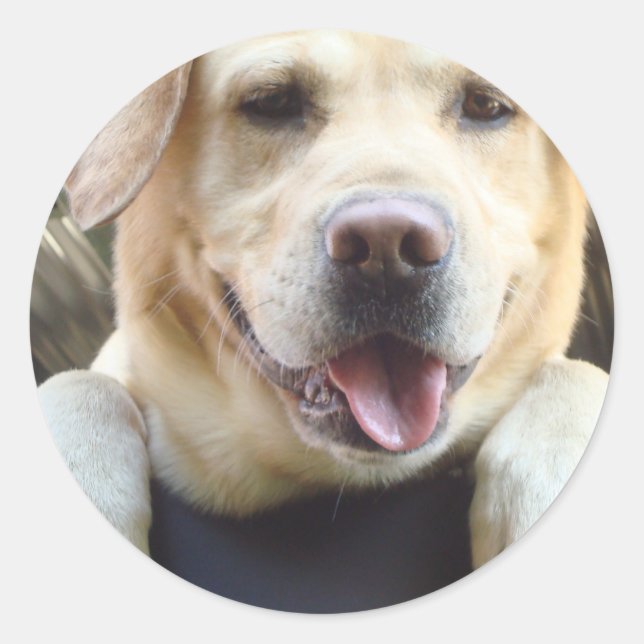 Adesivo Ouro Labrador Retriever (Frente)
