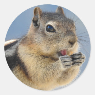 Adesivo Ouro Mantel Ground Squirrel Sticker