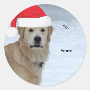 Adesivo Ouro Retriever Para/De Vinhetas De Natal
