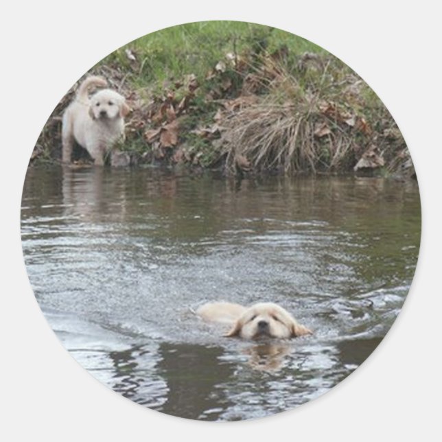 Adesivo Ouro Retriever Puppies Sticker (Frente)