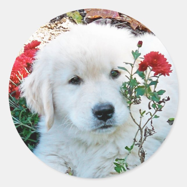 Adesivo Ouro Retriever Puppy Sticker (Frente)