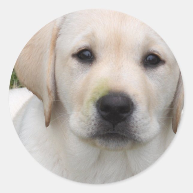 Adesivo Ouro Retriever Puppy Sticker (Frente)