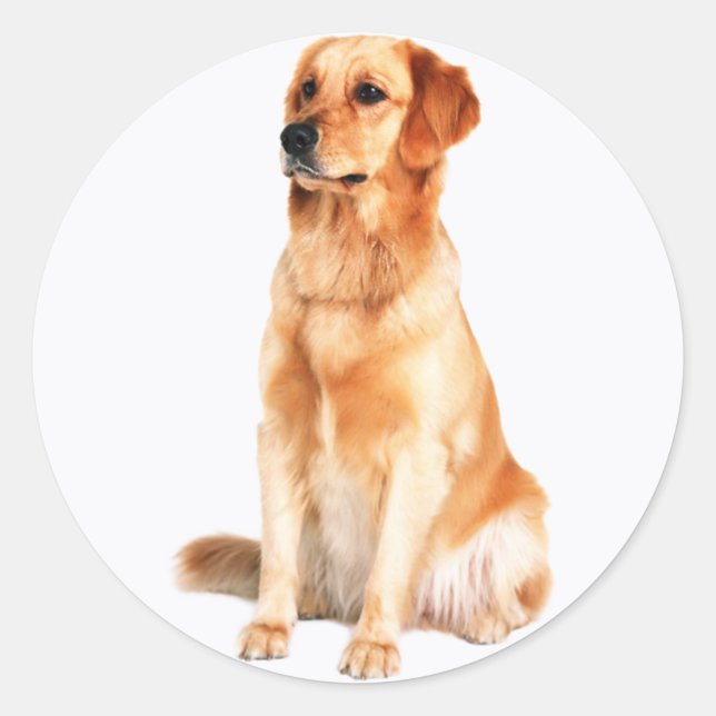 Adesivo Ouro Retriever Sticker (Frente)