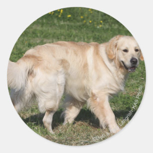 Adesivo Ouro Retriever Walking