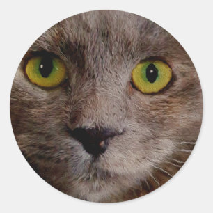 Adesivo "Ouro Whiskers: Um Gatinho castanho em Pintura de