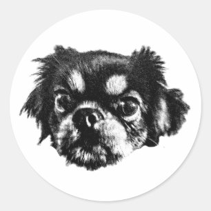 Adesivo Ousado de Pekingese – Rosto Preto e Branco