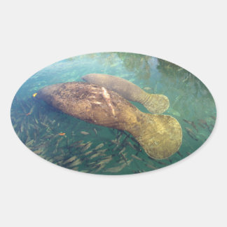 Adesivo Oval A mamãe e o Baby Manatee Stickers