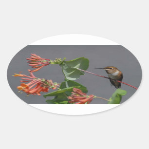 Adesivo Oval Adorável Hummingbird Oval Sticker