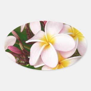 Adesivo Oval Aloha Hawaiian Frangipani Blossoms Chá de panela