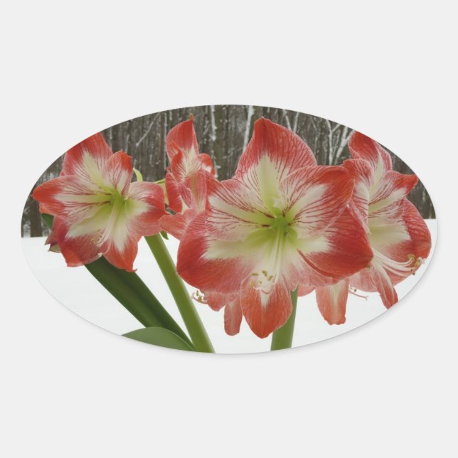 Adesivo Oval Amaryllis no Feriado Vermelho de Neve Floral de in (Frente)