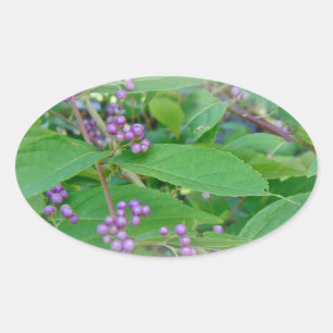 Adesivo Oval Americano Beautyberry (americana de Callicarpa)