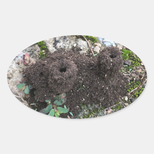 Adesivo Oval Ant Castle (Frente)