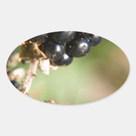 Adesivo Oval Autumn Berries
