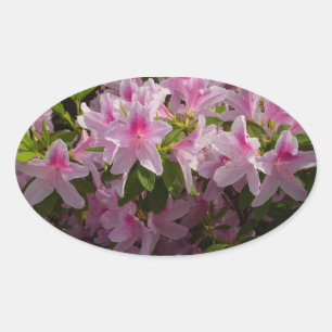 Adesivo Oval Azalea Bush Primavera Floral rosa