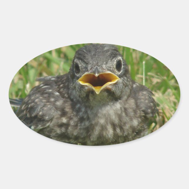 Adesivo Oval Baby Bluebird (Frente)