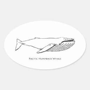 Adesivo Oval Baleia de Humpback pacífica
