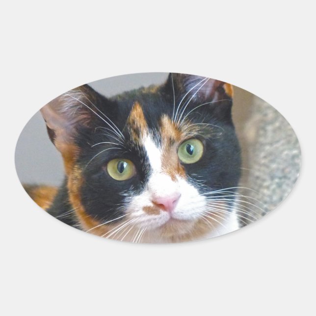 Adesivo Oval Bandido (Frente)