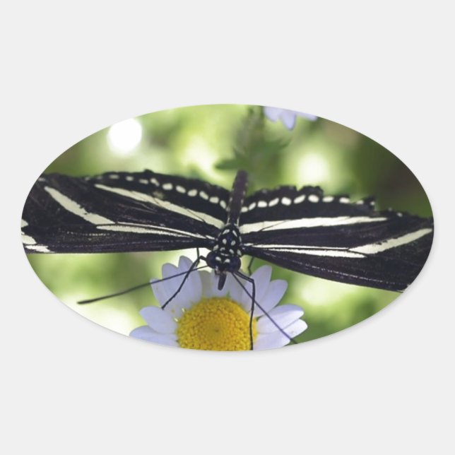 Adesivo Oval Bela borboleta branca e preta (Frente)