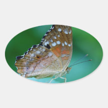 Belo Danaus Plexippus Butterfly em Folha.