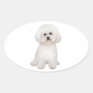 Adesivo Oval Bichon (B)