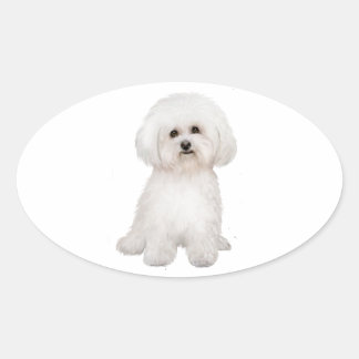 Adesivo Oval Bichon (B)