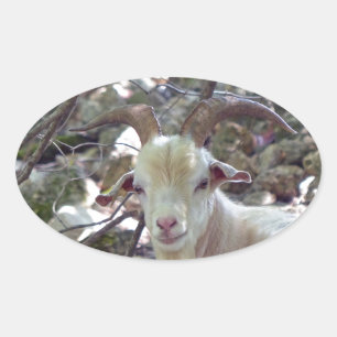 Adesivo Oval Billy Goat