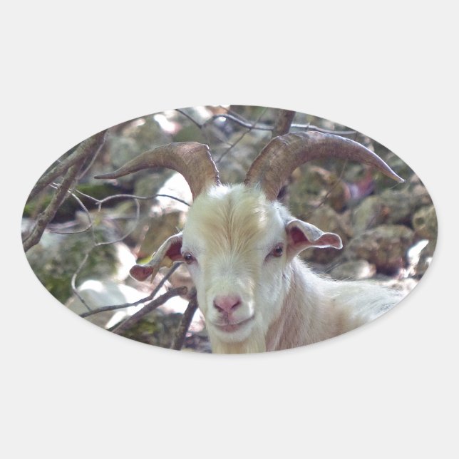 Adesivo Oval Billy Goat (Frente)