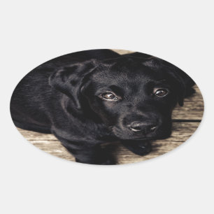 Adesivo Oval Black Labrador Retriever Puppy sobre madeira