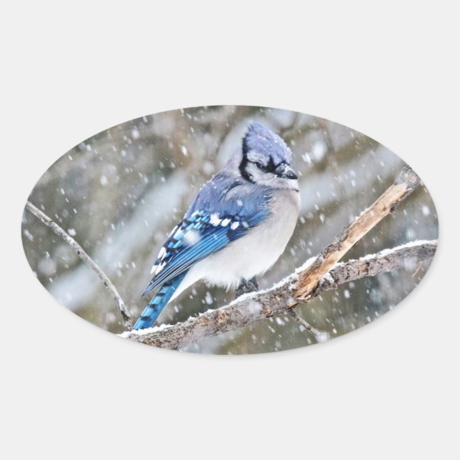 Adesivo Oval Blue Jay em uma tempestade de neve (Frente)