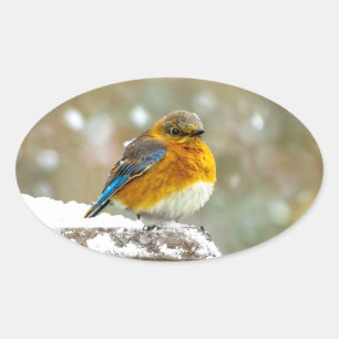 Adesivo Oval Bluebird oriental na neve - Foto original