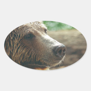 Adesivo Oval Bonita Natureza Adorável Urso Rosto Rosto Olhos