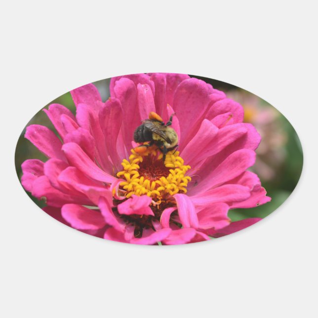 Adesivo Oval Bonito rosa rosa rosa, rosa, Zinnia Bumble bee (Frente)