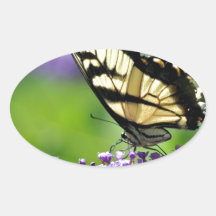 Borboleta amarela e preta na Lavanda