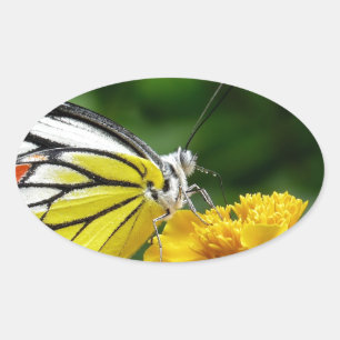 Adesivo Oval Borboleta amarela e vermelha na flor amarela
