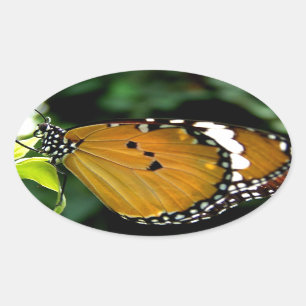 Adesivo Oval Borboleta branca, cor-de-laranja, preta e branca, 