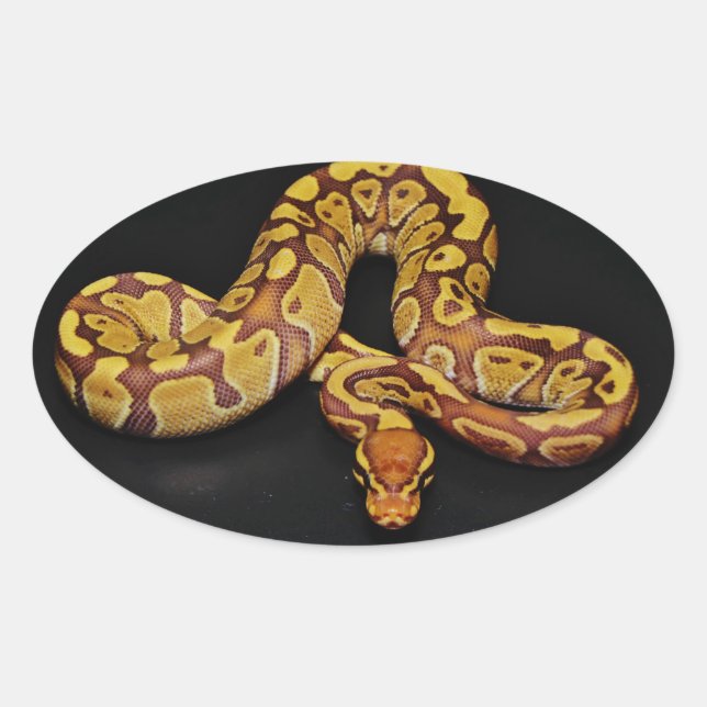 Adesivo Oval Brown e Dourado Ball Python (Frente)
