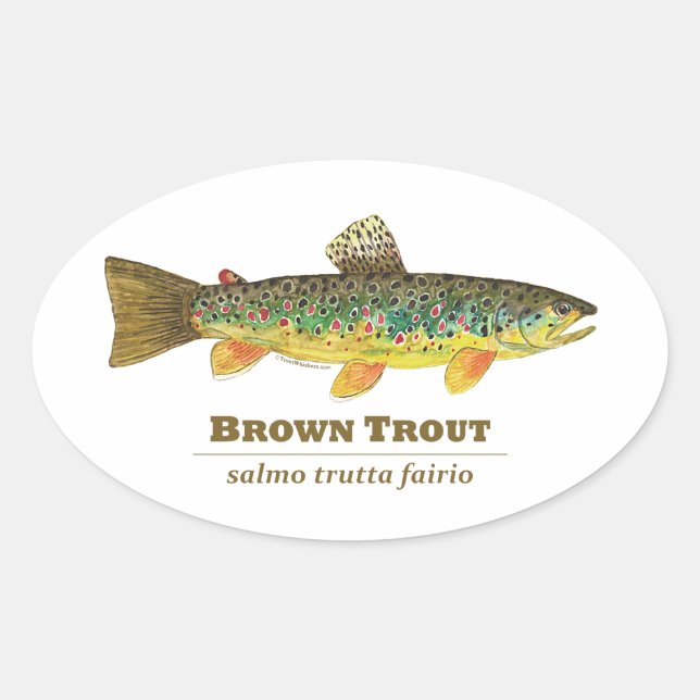 Adesivo Oval Brown Trout Ichthyology Latino (Frente)
