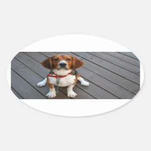 Adesivo Oval Cachorro De Beagle Mais Justo